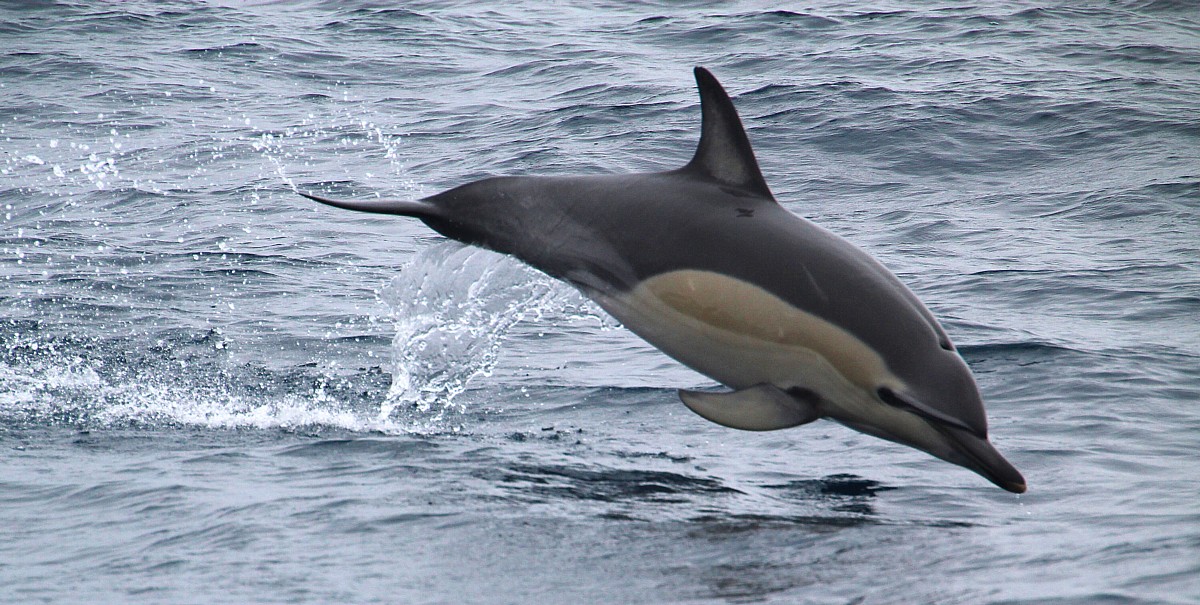 adolphin adolphin
