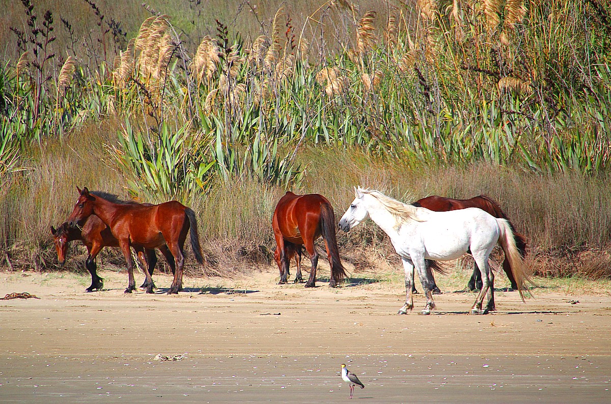 ahorses ahorses