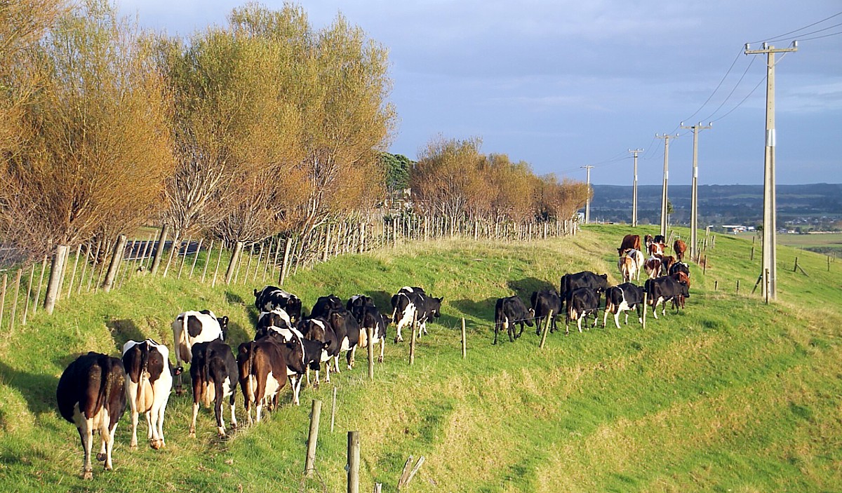 cows cows