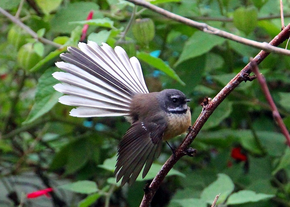 fantail fantail