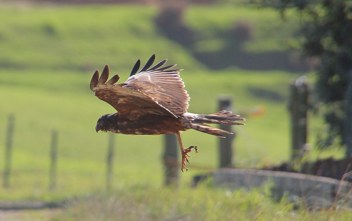 gliding gliding