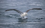 albatross
