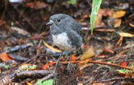 robin