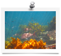snapper
