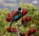 tui 