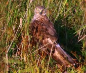 hawk eyes