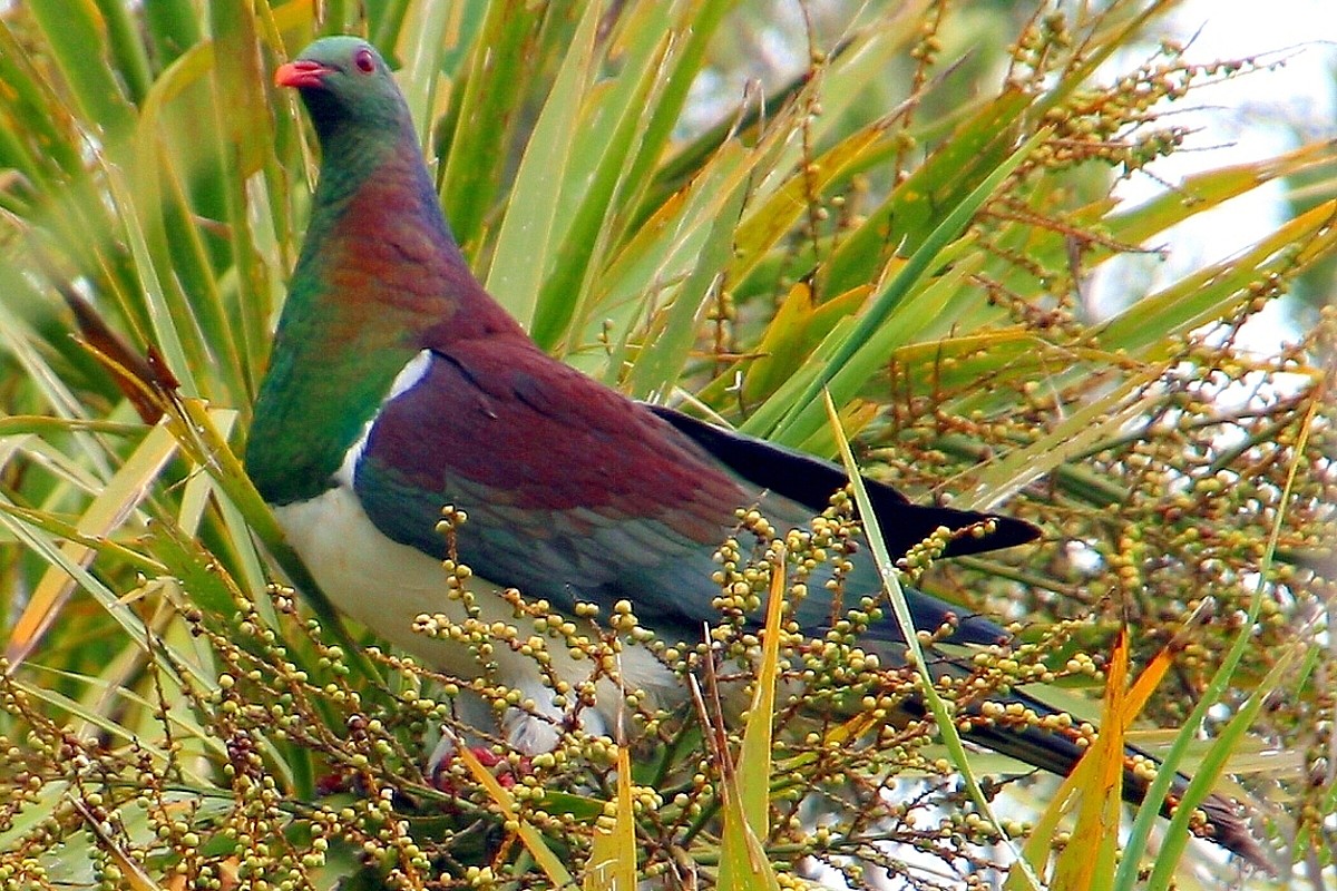 kereru kereru