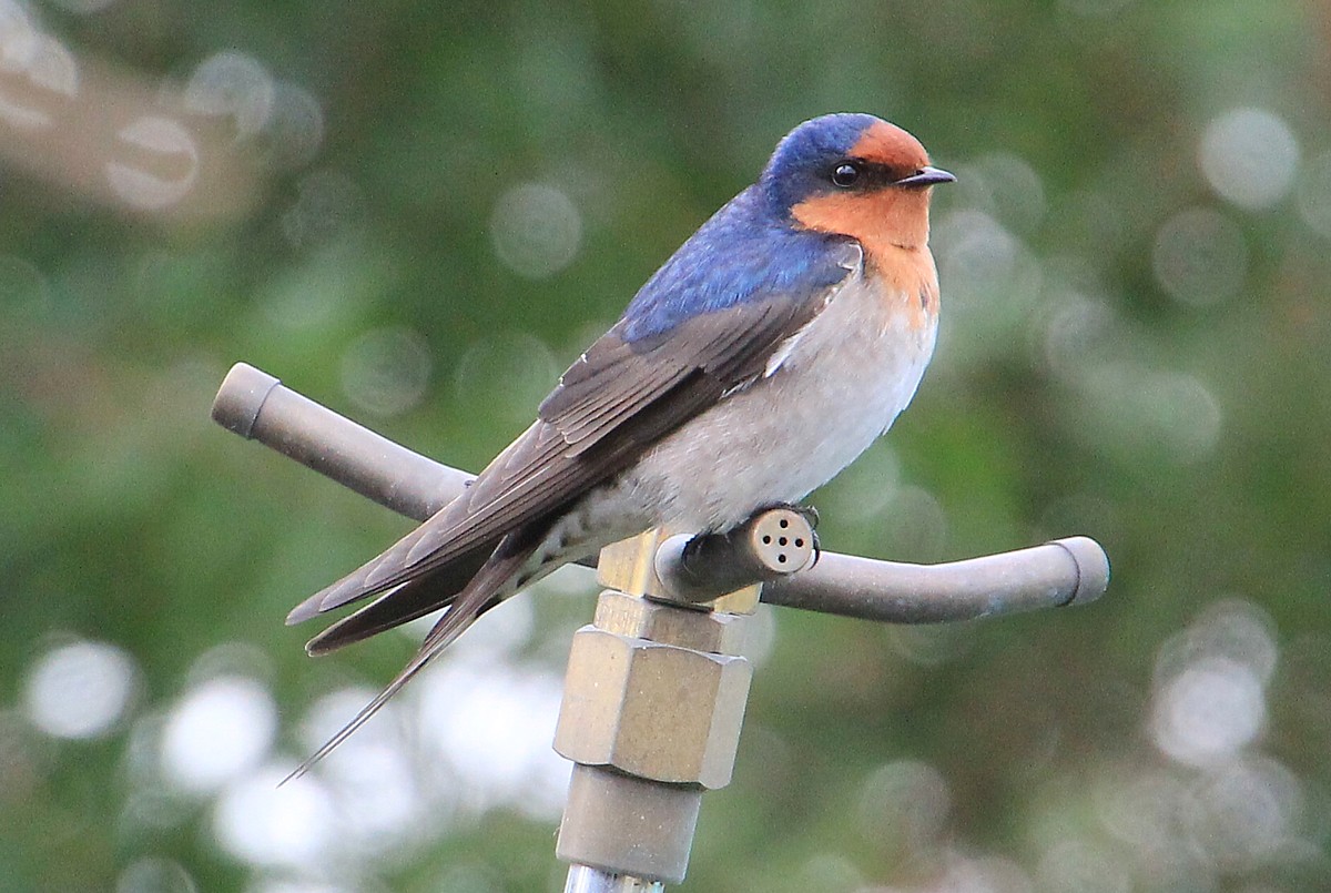 swallow swallow